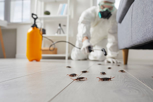 Post-Treatment Bed Bug Interceptor Monitoring in Arkadelphia